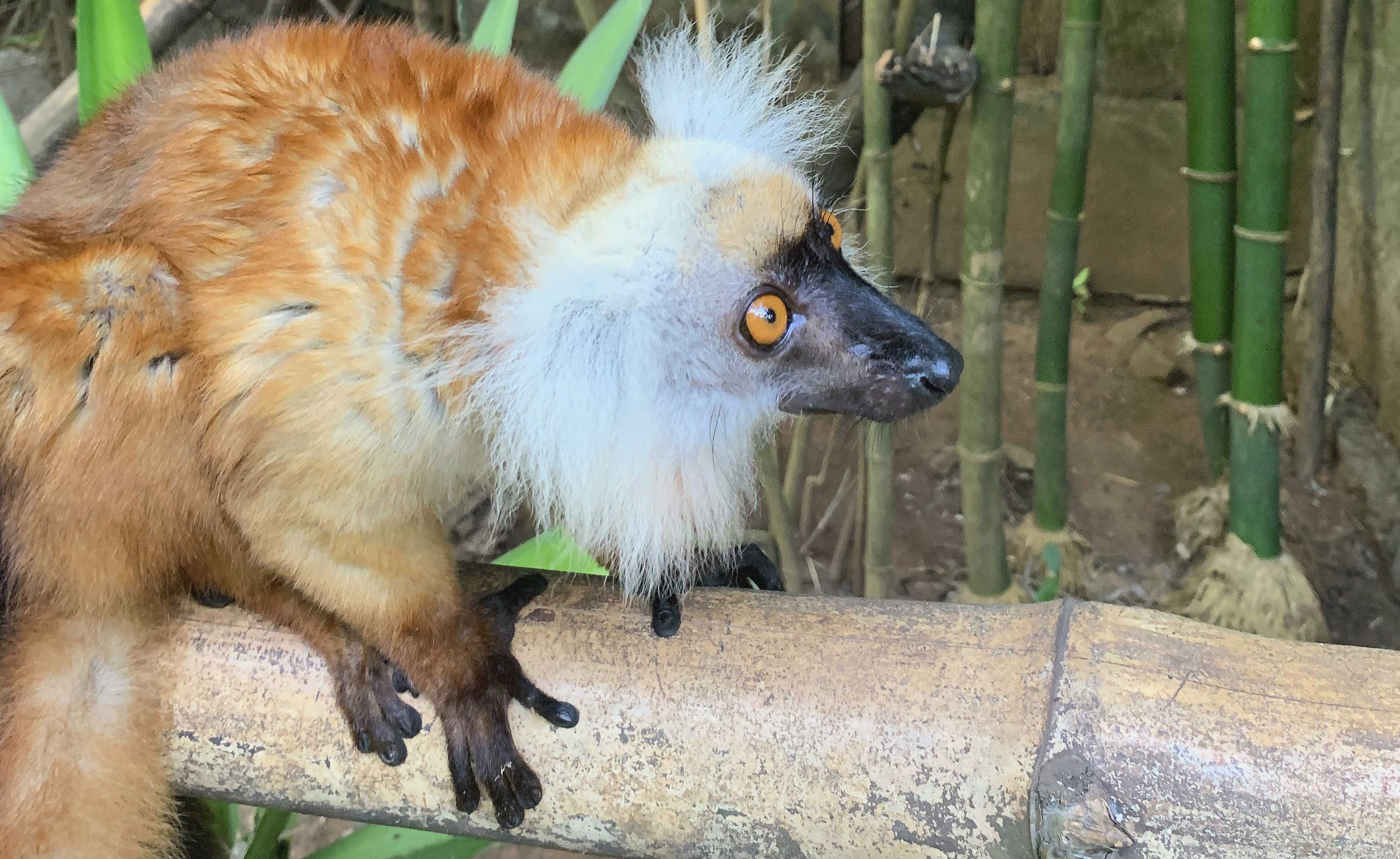 Excursion Nosy Iranja
