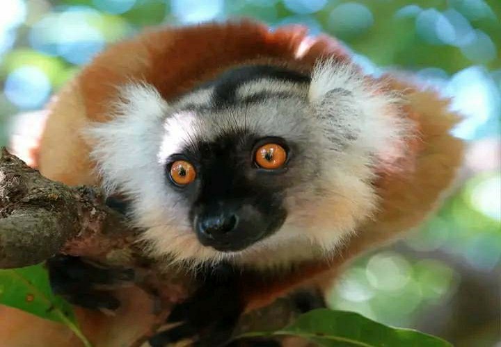 Lemury na Nosy Komba