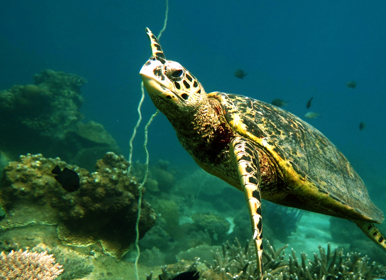 Żółwie na Nosy Sakatia